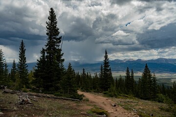 Sticker - Scenic landscape of green fir trees with a cloudy sky and mountains in the background