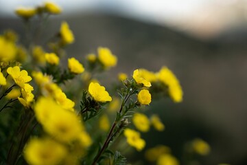 Sticker - Closeup shot of Geum rossii yellow flowers with blurred background