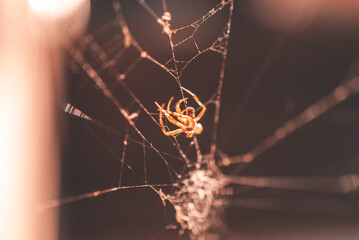 spider on the web