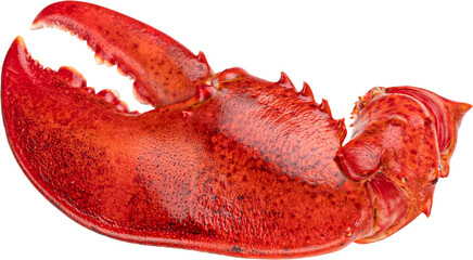 red lobster claw isolated