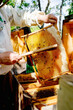 A beekeeper in a protective suit shakes the honey frame from bees with a brush. Pumping honey. Apiculture. Beekeeper