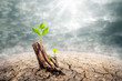 New beginning and the cycle of life concept of hope and recovery as a sapling plant growing from a dead tree as a psychology of a start or young business determination. new business or life metaphor