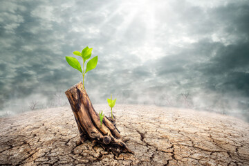 new beginning and the cycle of life concept of hope and recovery as a sapling plant growing from a d