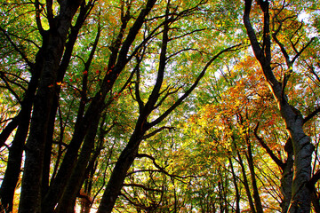 Wall Mural - Fancifully curved trunks of beech trees with autumn foliage lightened by evening sunbeams in the background in Monte San Vicino e Monte Canfaito natural reserve