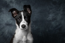 Mack Boarder Collie Puppy