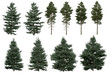 © Govinda - 3D Rendering of  Abies Concolor PNG vegetation tree for compositing. No Backround.