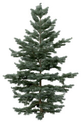 Wall Mural - 3D Rendering of  Abies Concolor PNG vegetation tree for compositing. No Backround.