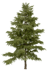 Wall Mural - 3d rendering of  Cedrus Deodara PNG vegetation tree for compositing. no backround.