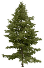 Wall Mural - 3d rendering of  Cedrus Deodara PNG vegetation tree for compositing. no backround.