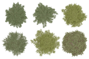 Wall Mural - 3d rendering of  Cedrus Deodara PNG vegetation tree for compositing. no backround.