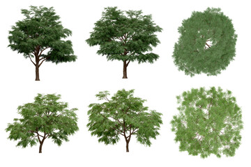 Wall Mural - 3d rendering of  Taxodium Mucronatum PNG vegetation tree for compositing. no backround.