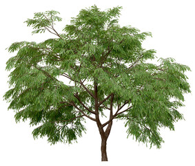 Wall Mural - 3d rendering of taxodium mucronatum png vegetation tree for compositing. no backround.