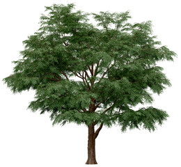 Wall Mural - 3d rendering of  Taxodium Mucronatum PNG vegetation tree for compositing. no backround.