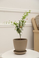 Wall Mural - Young potted pomegranate tree on table near white wall indoors