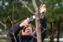 Woman Gardener Using Garden Saw On To Cut Dry Tree Branches. Spring Pruning Of Trees And Bushes In Garden.