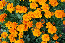 Orange Gartenblumen Flower