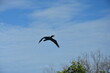 kormoran w locie