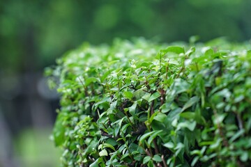 Canvas Print - close up of a green plant