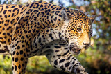 Fototapeta Zwierzęta - Jaguar Panthera onca majestic feline, hunting in Pantanal, Brazil