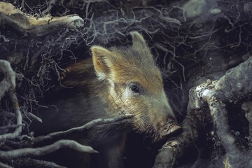 Sticker - Young wild boar hiding on a hole under a tree