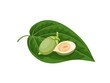 Vector illustration, green betel leaf and areca nut, isolated on a white background.