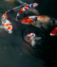 Koi Fish Swimming In A Pond