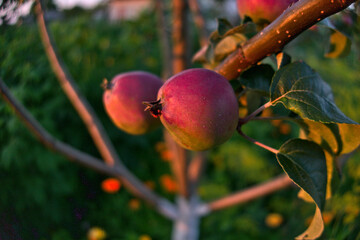 Wall Mural - Branches of apple tree close up and blue sky on background, ripe red fruits in sun light in summer during sunset nature as summer outdoor countryside grainy noisy background