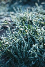 Selective focus shot of frozen grass in a meadow