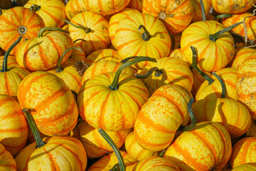 Wall Mural - pumpkin harvest in autumn season