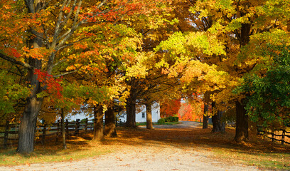 Poster - yellow autumn trees in front yard of rural house