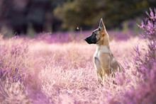 Belgian Shepherd Puppy In Beautiful Blooming Purple Heather