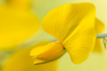 Wall Mural - Close-up of sunn hemp yellow flowers in full bloom.