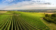 Aerial / Drone panorama of vineyard and agricultural fields in Rheinhessen Germany close to Nieder-Olm with setting sun 