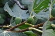 Branch with green leaves and almost mature fruit of Fig tree, latin name Ficus Carica, wet after late summer rain. 