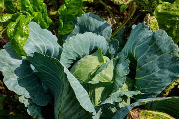 one cabbage in the field