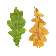 Wall Mural - Green and yellow oak leaves isolated