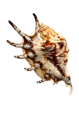 Wall Mural - conch seashell isolated on transparency photo png file
