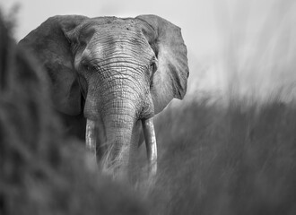 African Forest Elephant (Loxodonta cyclotis) in Congo, Central Africa, powerful portrait of an endangered species.