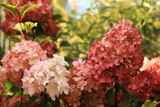 Fototapeta Kwiaty - Bouquet hydrangea. Beautifully blooming flowers in the garden.
Bukiet hortensji. Pięknie kwitnące kwiaty w ogrodzie.