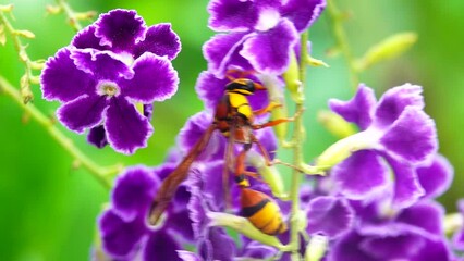 Wall Mural - 4K hornet details closeup view flowers rosebud