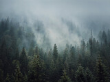 Fototapeta Las - Sunlit foggy fir forest background. Peaceful and moody scene with haze clouds moving above the coniferous trees. Natural landscape with pine woods on the mountain hills covered with mist
