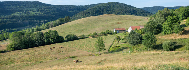 Poster - horses in countryside near saint die in french vosges under blue sky in summer