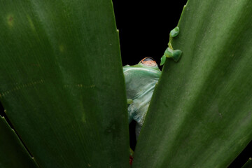 Wall Mural - Rhacophorus dulitensis closeup on green leaves, Jade tree frog closeup on green leaves, Indonesian tree frog