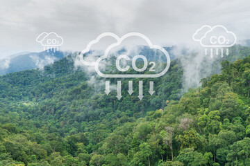 Tropical forests can absorb large amounts of carbon dioxide from the atmosphere.