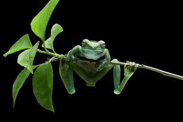Wall Mural - Rhacophorus dulitensis closeup on green leaves, Jade tree frog closeup on green leaves, Indonesian tree frog