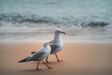 Closeup Shot Of A Couple Of Seagulls Captured In Australia
