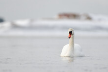 Mute Swans Swimming In The Ice Cold Water With Icy And Snow Covered Island On The Background.