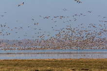 Flock Of  Greylag Geese Or Graylag Geese  - Anser Anser - On Flooded Meadow. Photo From Warta Mouth National Park - Ujście Warty, Poland	