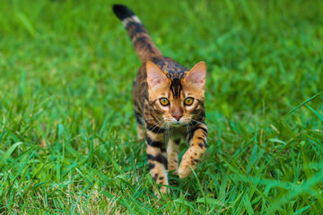 Wall Mural - Beautiful young bengal cat in the garden