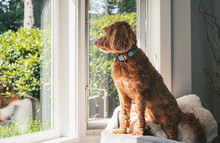 Curios Dog Sitting At The Window On Neighborhood Watch. Side Profile Of Cute Female Labradoodle Dog Sitting On Top Of A Sofa Chair In Front Of Windows With Defocused Foliage. Selective Focus.